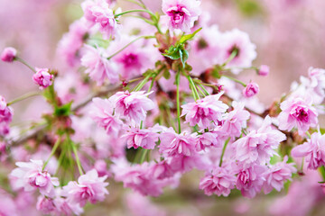 Delicate pink cherry blossoms in full bloom on a tree branch with blurred background