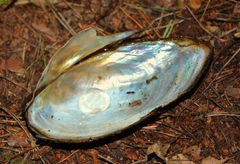 An open, empty clam with a pearl inside - photomontage