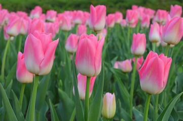 Gently pink tulips from a close distance