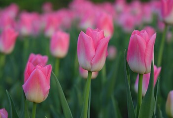 Gently pink tulips from a close distance