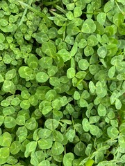 green clover background