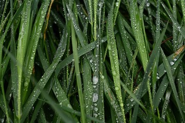 Fototapeta premium A close-up view of long-leaf grass with raindrops