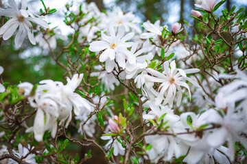 White magnolia flowers in full bloom on a tree with blurred background