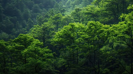 Amur forest ART wallpaper background