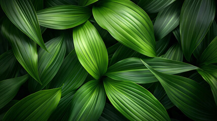 Close up View of Deep Green Tropical Leaves with Vibrant Layered Textures for a Lush Background