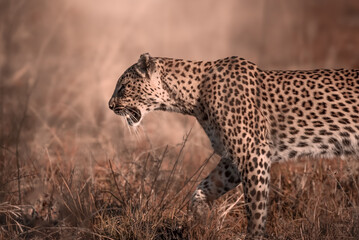 An African Leopard, Panthera pardus pardus, in the Pilanesberg National Park in South Africa