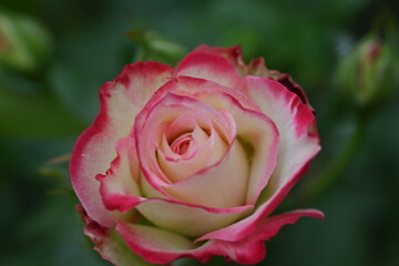 branches of pink cherry blossoms on the background of blue sky, pink flowers of spring tree on the background of blue sky 