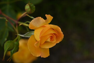 yellow rose buds close up,  orange rose flower head macro 