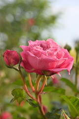 Obraz premium pink rose buds close up, light pink rose flower head macro 