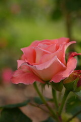 pink rose buds close up, light pink rose flower head macro 