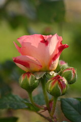 pink rose buds close up, light pink rose flower head macro 