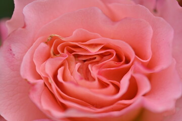 close-up rose flower as background, macro texture of rose flower petals 