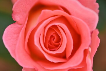 close-up rose flower as background, macro texture of rose flower petals 