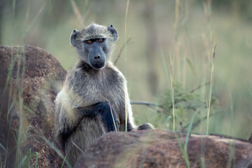 A Chacma Baboon, Papio ursinus, in the Pilanesberg National Park in South Africa