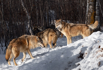 Grey Wolf Pack (Canis lupus) Mingle in the Snow Winter