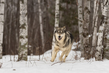 Grey Wolf (Canis lupus) Runs Out of Forest Ears Back Winter