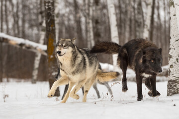 Grey Wolves (Canis lupus) Run In Birch Forest Winter