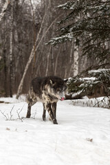 Black Phase Grey Wolf (Canis lupus) Steps Forward Licking Nose Winter