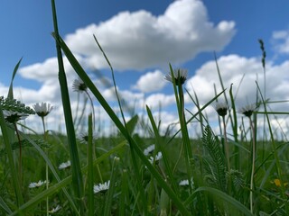 grass and sky