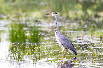 Graureiher Ardea cinerea auf Futtersuche im flachen Wasser
