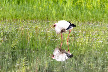 Weißstorch (Ciconia ciconia) auf Futtersuche im flachen Wasser