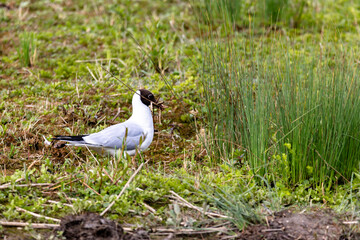 Lachmöwe (Chroicocephalus ridibundus) sammelt Nistmaterial