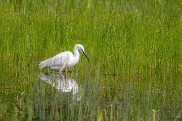 Seidenreiher (Egretta garzetta) beim Fischen im flachen Wasser
