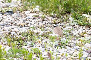 adulter Flußregenpfeifer (charadrius dubius)