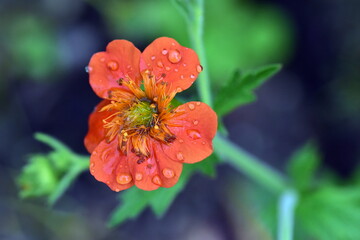 Blüte einer Roten Nelkenwurz im Regen