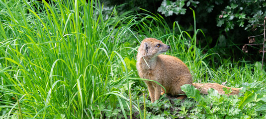 Charming Yellow Mongoose at Blijdorp Zoo, Rotterdam