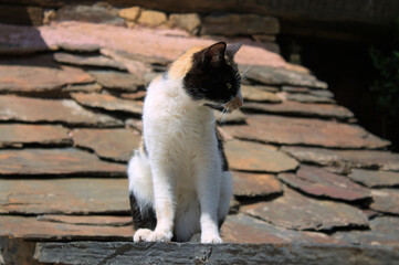 White and black cat standing by a slate roof