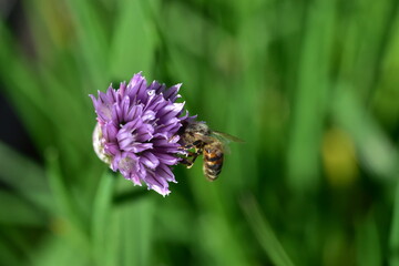 Biene auf lila blühendem Schnittlauch