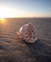 seashell on the sea beach