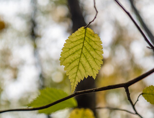 Autumn leaves in the forest