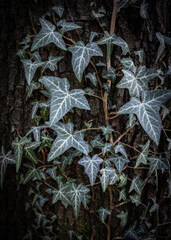 ivy leaves on the tree