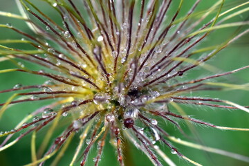 Tropfen auf einer verwelkten Pulsatilla
