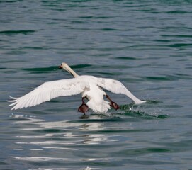 Schwäne am Gardasee-Ufer