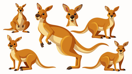 Kangaroo Vector Set, In Different Poses Like Sitting And Standing, Collection Of Kangaroo, Animal Vector 
