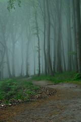 Naklejka premium Mystical paths in the foggy forest on the island of Ruegen, Germany