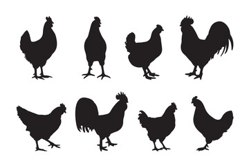 Set of vector rooster and chicken black silhouettes isolated on white background. Domestic animals hen vector illustration. hen art work.