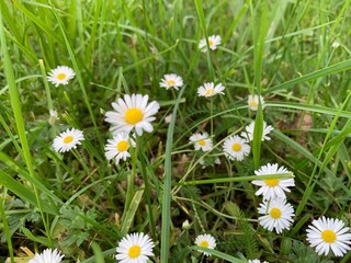 Fototapeta premium daisies in the grass