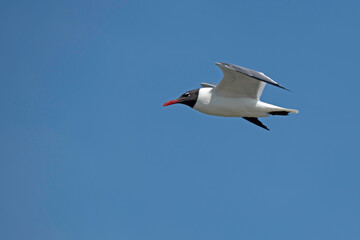 Laughing Gull flying in a clear blue sky.