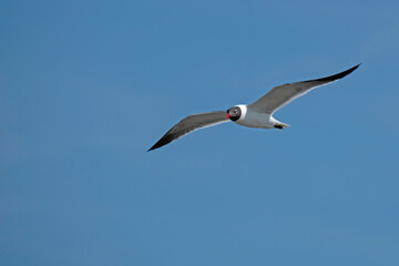 Laughing Gull flying in a clear blue sky.