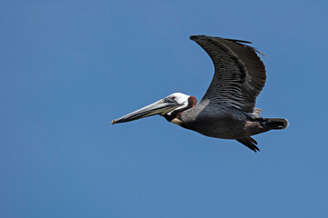 Brown Pelican flying in a clear blue sky.