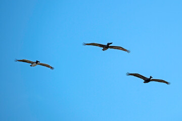 A group of three Brown Pelicans flying in formation.
