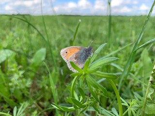 butterfly on grass