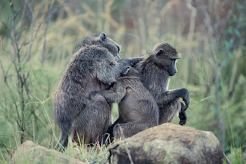 A family of Chacma Baboons, Papio ursinus, in the Pilanesberg National Park in South Africa