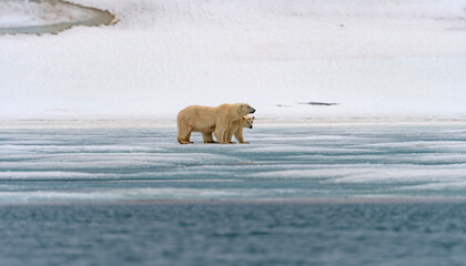 Polar Bear Mom and Cub Huddling on the Ice