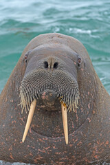 Walrus Staring At Us on the shore