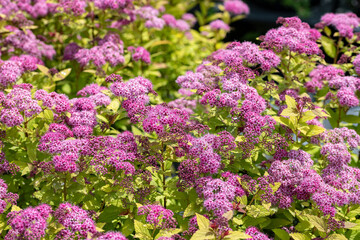 Spiraea japonica, the Japanese meadowsweet or Japanese spiraea.
Close up on the flowers of this plant. This cultivar is the Spiraea japonica “Magic Carpet” Walbuma.